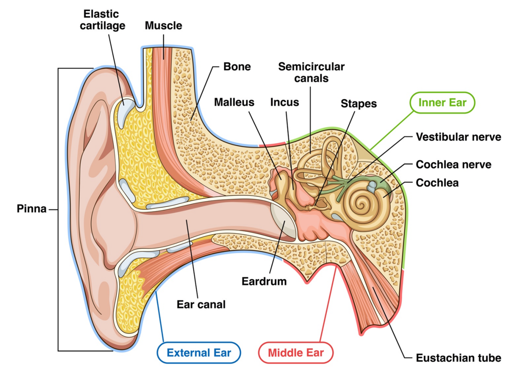 What does Deaf & Hard of hearing mean? – West Australian Foundation for ...